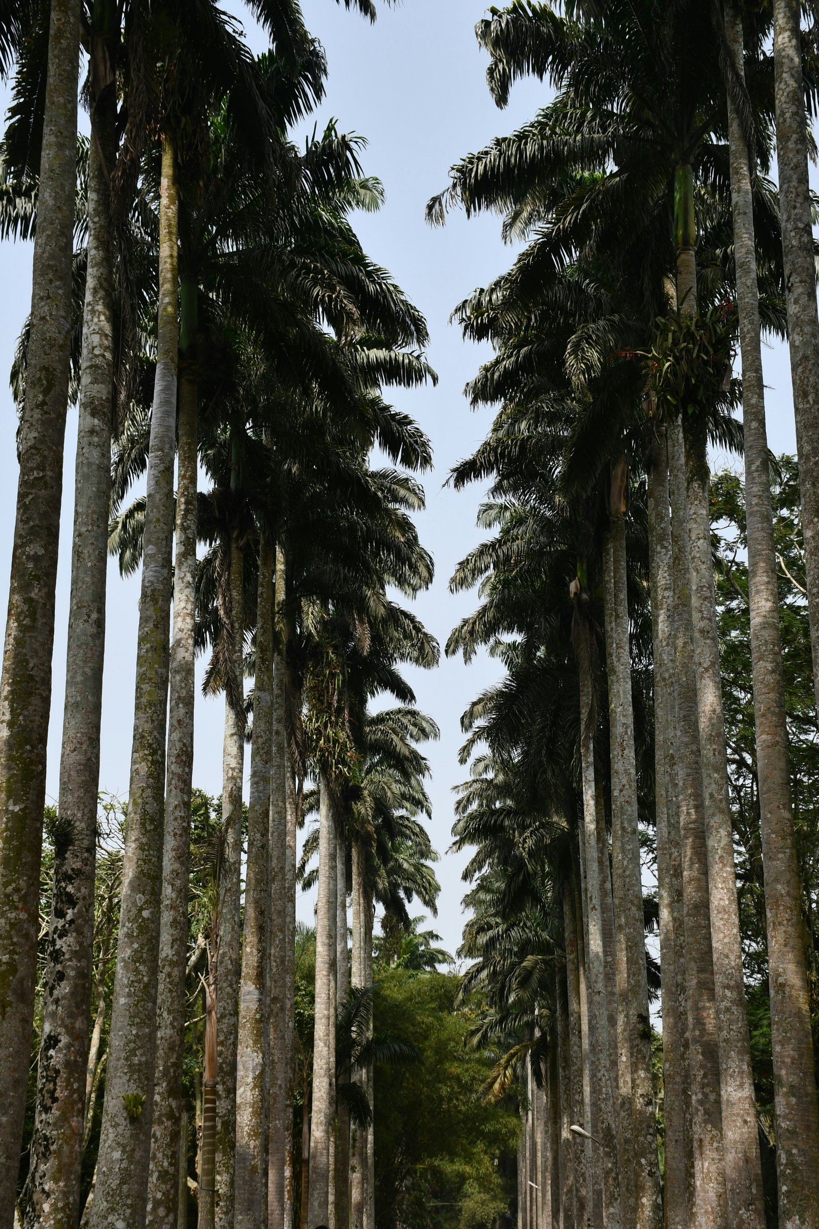 Aburi Botanical Gardens