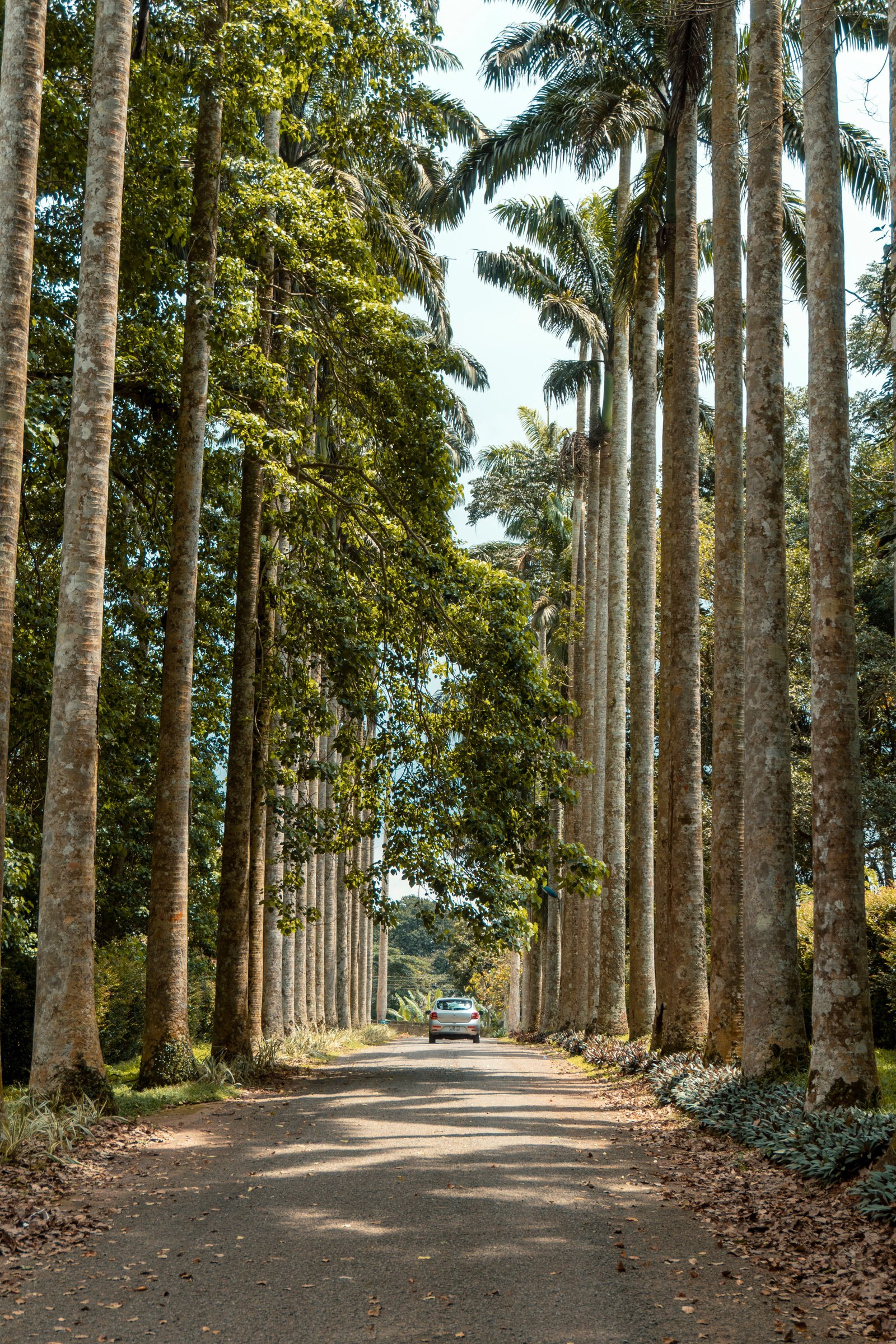 Eastern Nature Exploration – Aburi gardens and waterfalls with NASAF TOUR