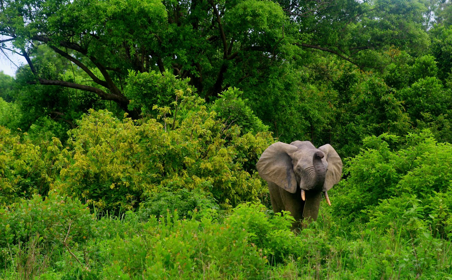 Bia National Park
