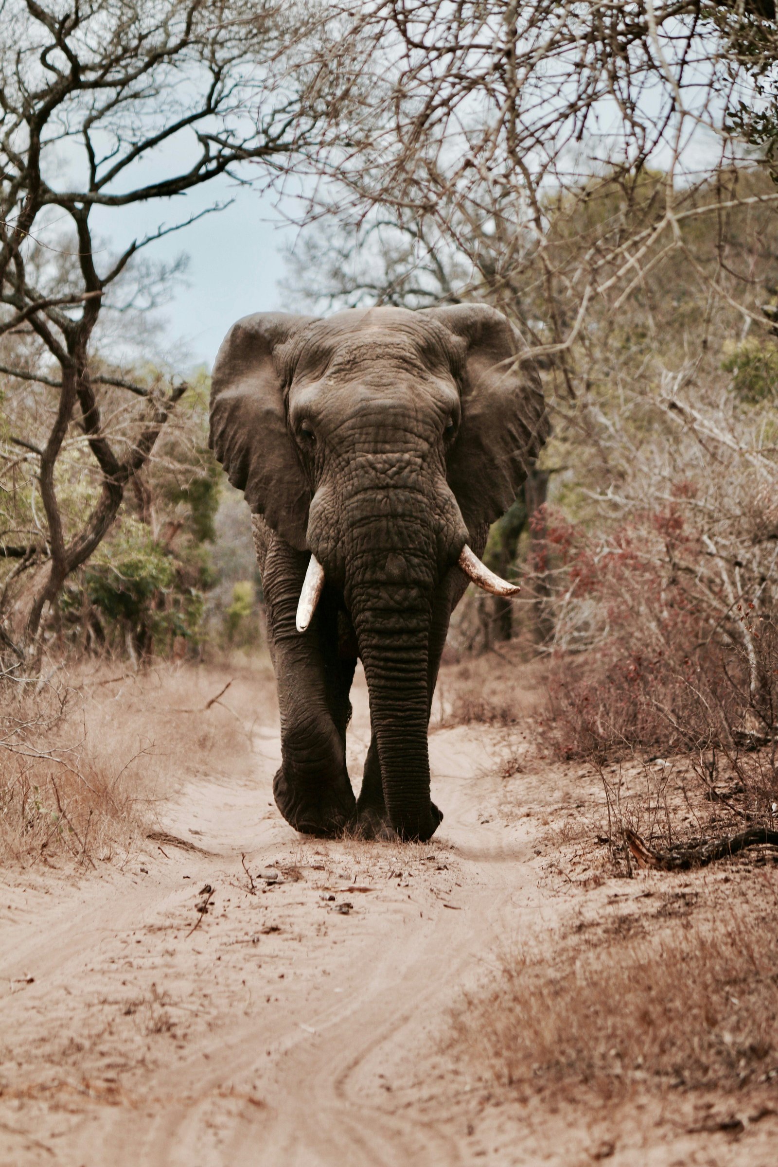 Mole National Park
