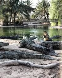 Paga Crocodile Pond