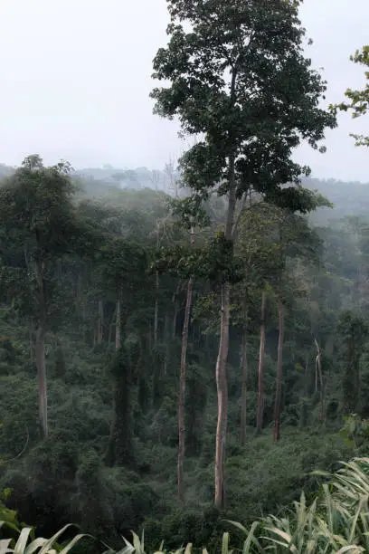 Sunyani Forest Reserves