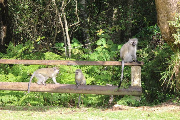 Tafi Atome Monkey Sanctuary